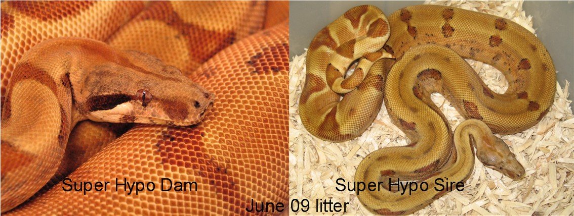 Super Orangetail