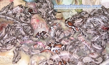 Surinanm Litter 08