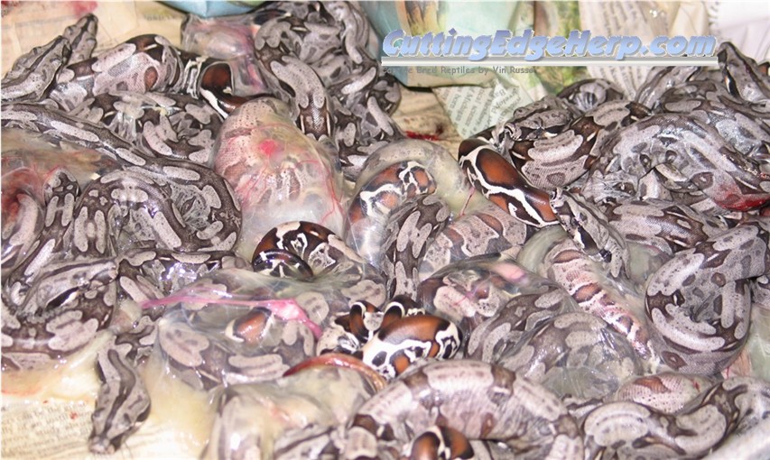Surinanm Litter 08