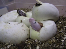 White Diamonds Hatching