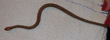 babysnake
