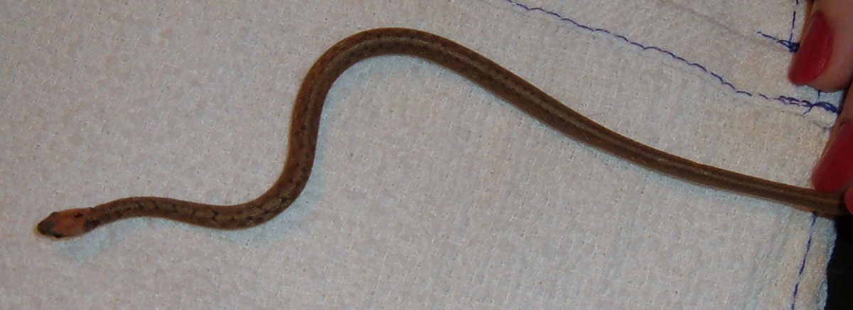 babysnake