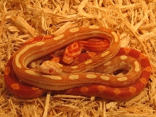 Hatchlings