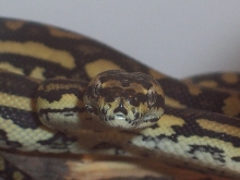 male 05 JCP from DOM
