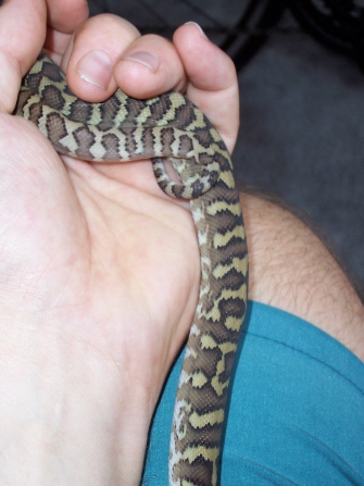 male 05 IJ after 2 sheds