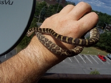 male IJ  just after 2 sheds