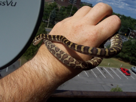 male IJ  just after 2 sheds