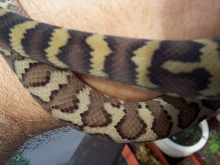 male 05 IJ after 2 sheds