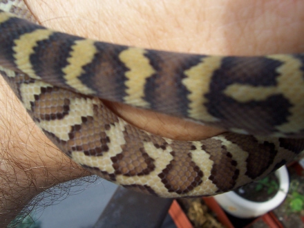 male 05 IJ after 2 sheds