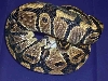 ball python