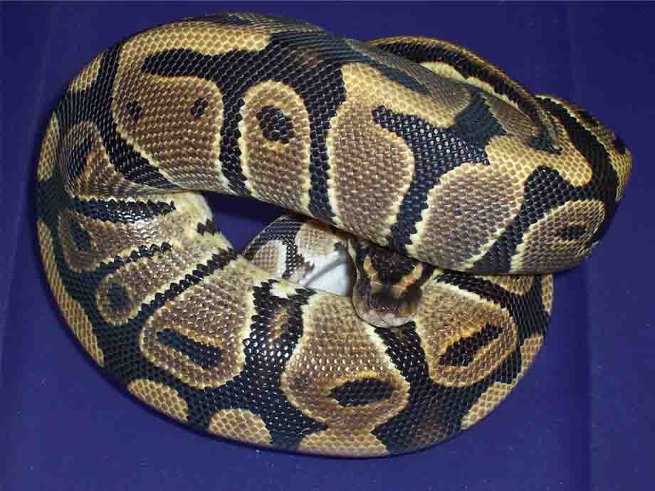 ball python