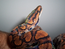 04 female BRB - Favelle