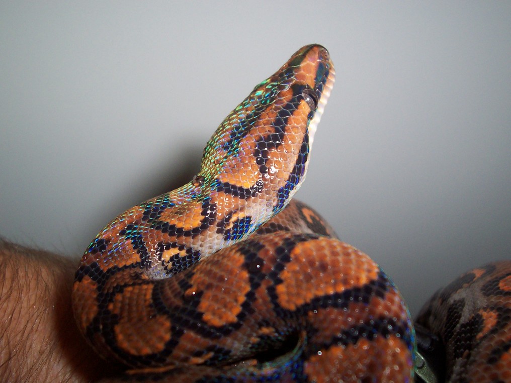 04 female BRB - Favelle
