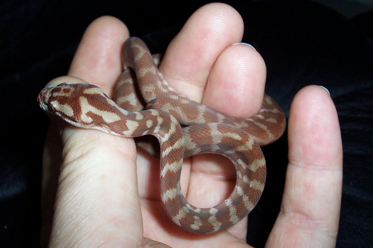 my new 05 male IJ