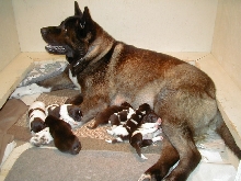 puppies