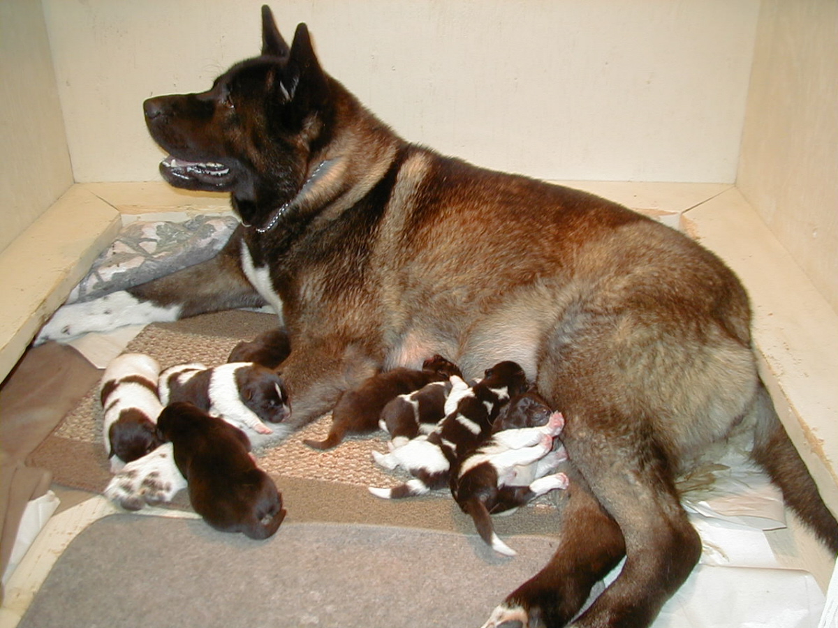 puppies