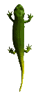 gecko gif