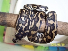 male 05 JCP