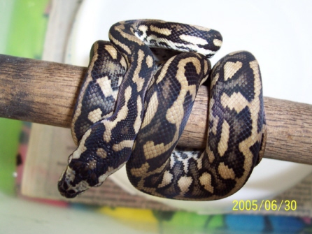 male 05 JCP