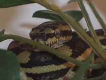 male 05 JCP