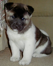 akita puppy