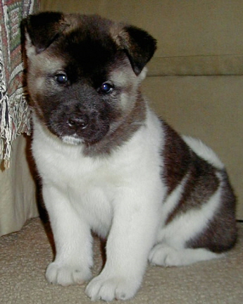 akita puppy