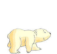 polar bear gif