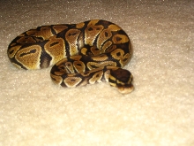 Monty1