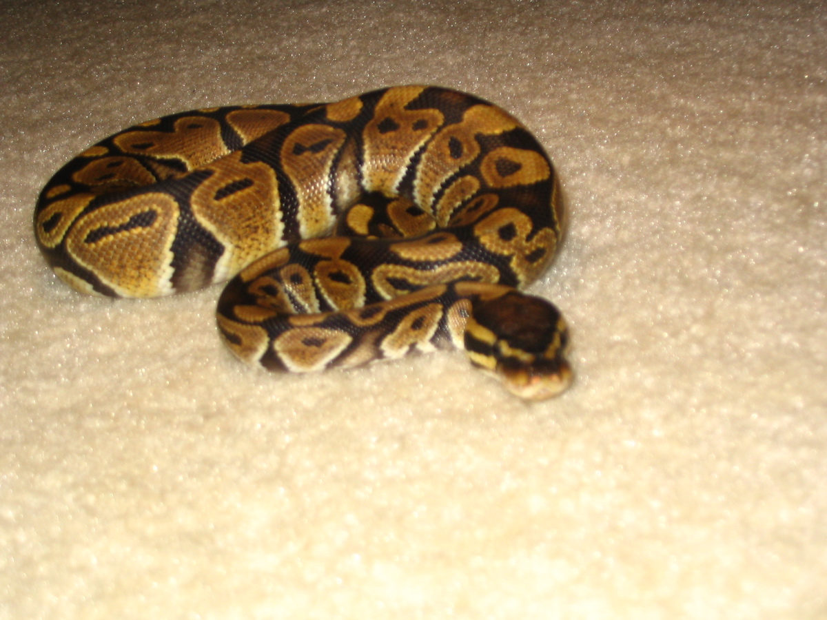 Monty at 1