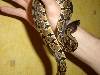 What morph??