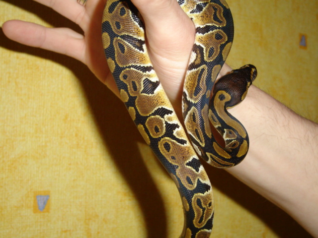 What morph??