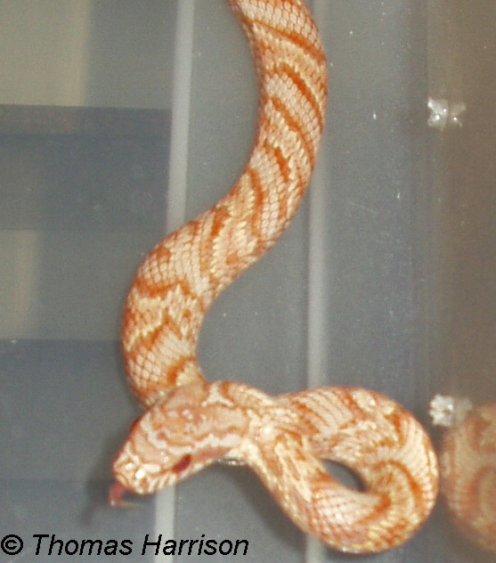 albino Korean ratsanke