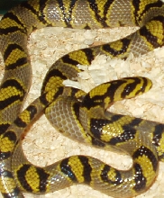 Breeder male