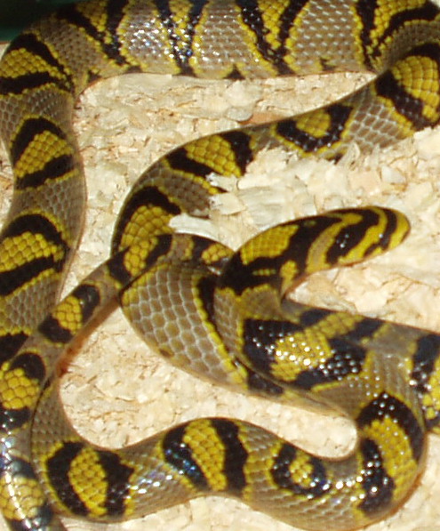 Breeder male