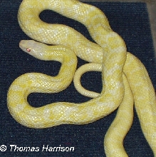 female albino elaphe climacophora