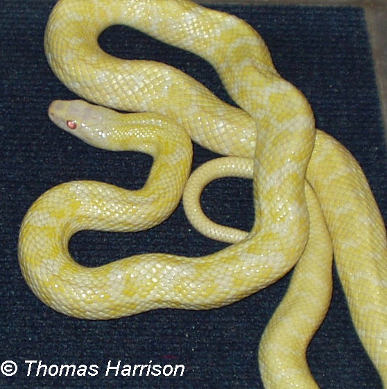 female albino elaphe climacophora