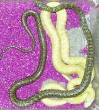 Climacophora's