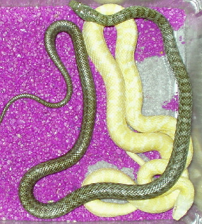 Climacophora's