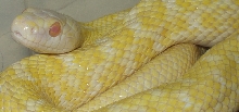 Albino climac