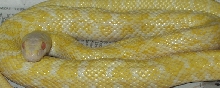 Albino Japanese ratsnake