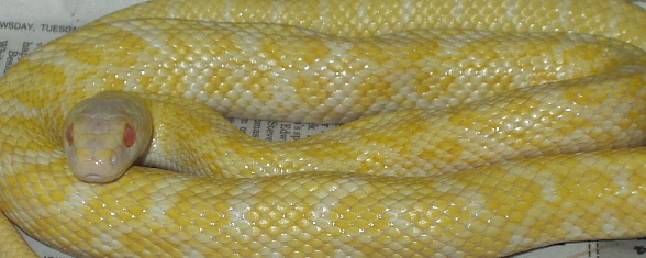 Albino Japanese ratsnake