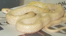 Yearling albino climacophora