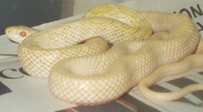 Yearling albino climacophora