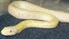 Albino climac