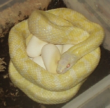 Albino climac on eggs 5-04