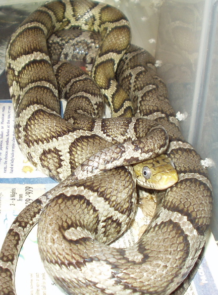 Adult Anerythristic flav