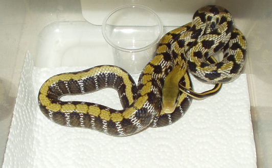 baby Taiwan beauty