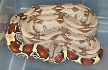Suriname male breeder