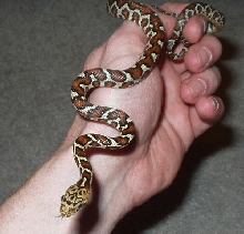 04 male flavirufa
