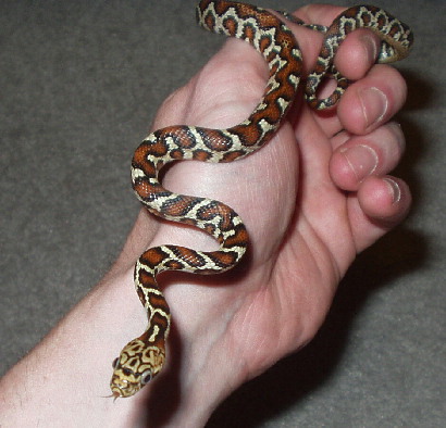 04 male flavirufa
